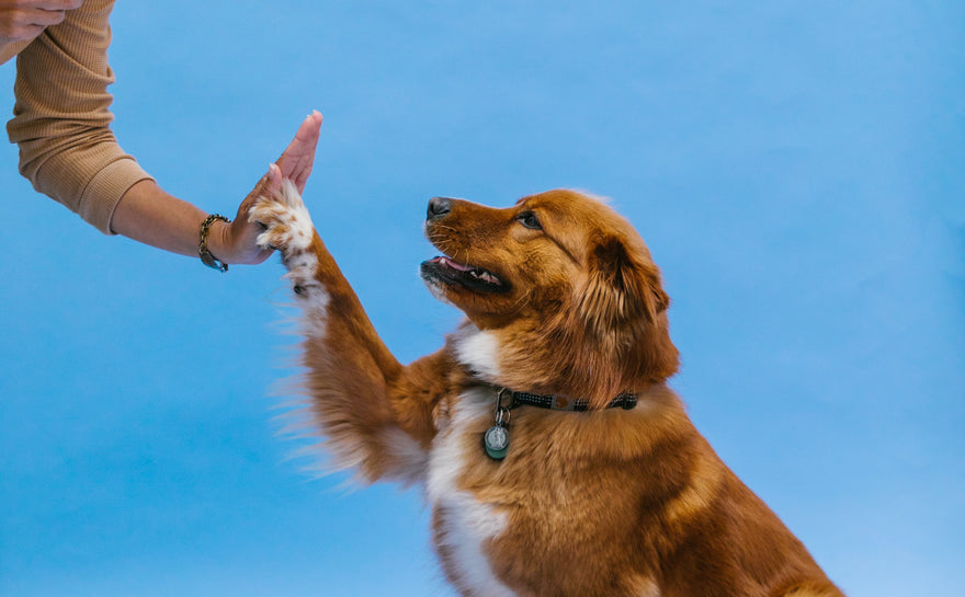 Unlock Your Dog's Full Potential at Any Age with Expert Training Services at Furry World