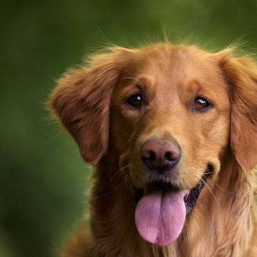 Dogs