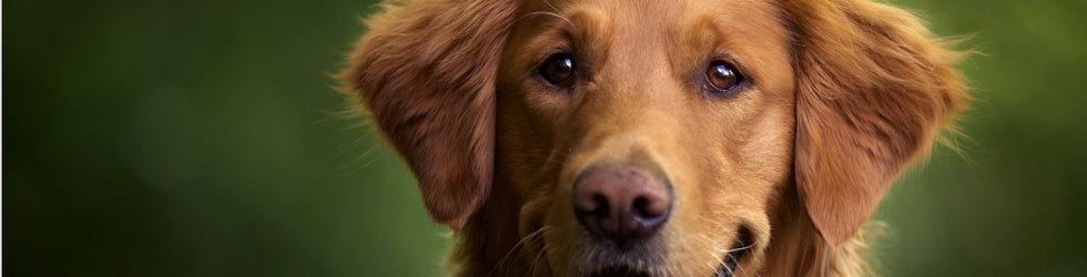 Dogs