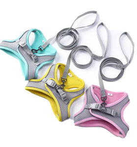 The Perfect Cat Harness for Walking