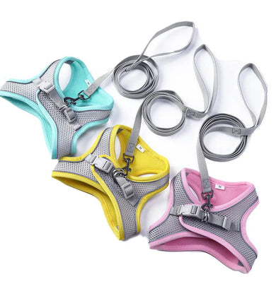 The Perfect Cat Harness for Walking