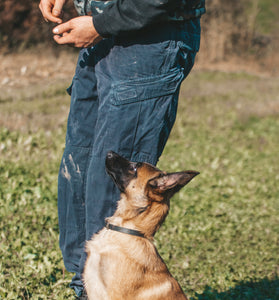 Dog demonstrating advanced training command during class.