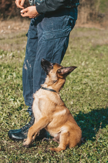 Dog demonstrating advanced training command during class.