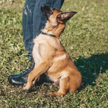 Dog demonstrating advanced training command during class.