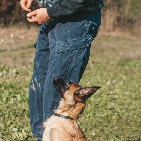 Dog demonstrating advanced training command during class.