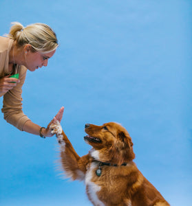 Beginner dog training class in session teaching basic manners