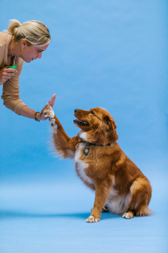 Beginner dog training class in session teaching basic manners