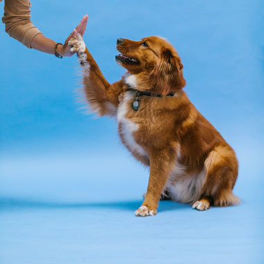 Beginner dog training class in session teaching basic manners