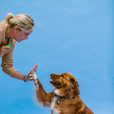 Beginner dog training class in session teaching basic manners