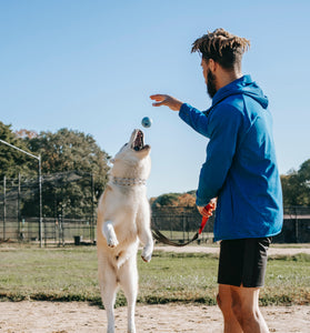 Intermediate-dog-training-class-in-action