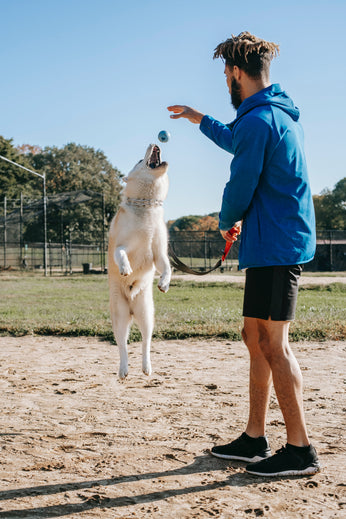 Intermediate-dog-training-class-in-action