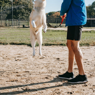 Intermediate-dog-training-class-in-action