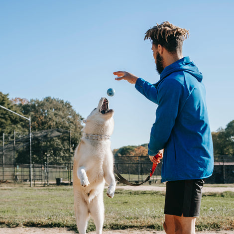 Intermediate-dog-training-class-in-action